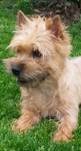 Trumpington’s Tam Tam  „Stella“